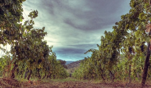 Cantina Gennaro Papa vigneto Falerno del Massico