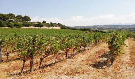 Giovanni Battista Columbu Malvasia di Bosa Alvarega vigneto