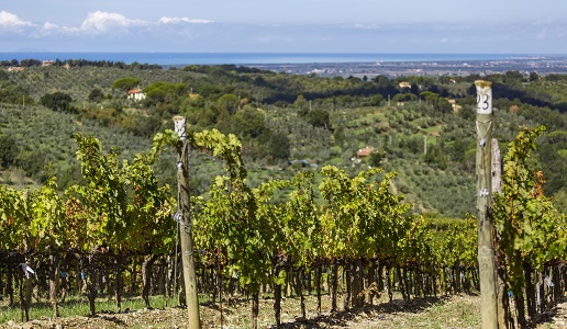 Podere Grattamacco Bolgheri vigna