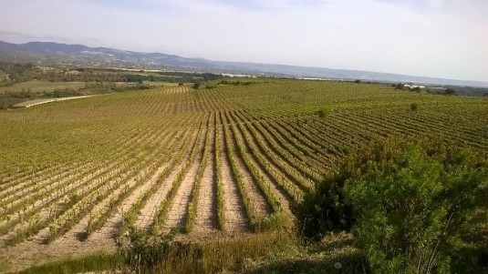 Grillo o Nero d'Avola mai più Igt Terre siciliane, solo Doc Sicilia