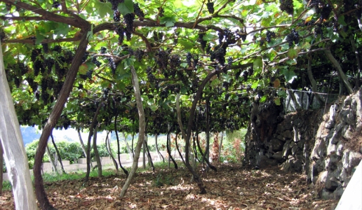Henriques & Henriques vigneto