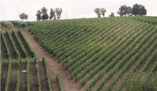 Historia Antiqua antichi vigneti panorama