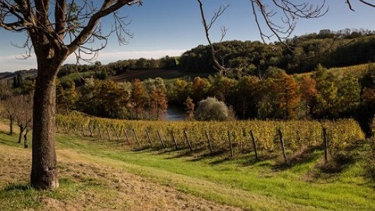 I signori del Lambrusco: Andrea Ferrari di Monte delle Vigne