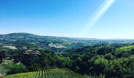 II profumo del mosto a Fontanavecchia