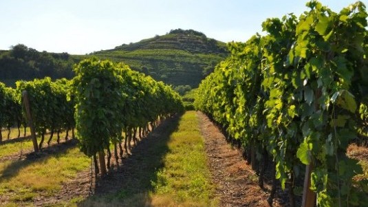 Il Soave Classico Fonte di Canoso, ora e dopo 