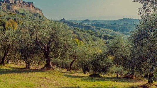 Il Triangolo dell'Olio