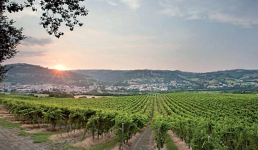 vigneto di verdicchio dei castelli di jesi