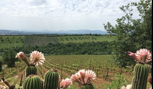 The new way of Terre di Balbia