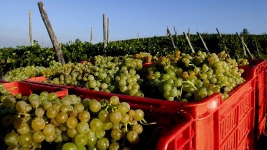 Il prezzo del vino sfuso