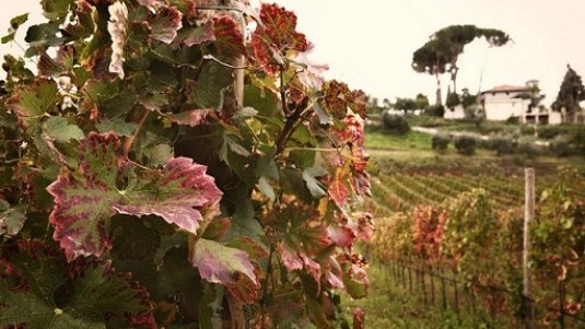 Il progetto Imperatori e il Cabernet Sauvignon