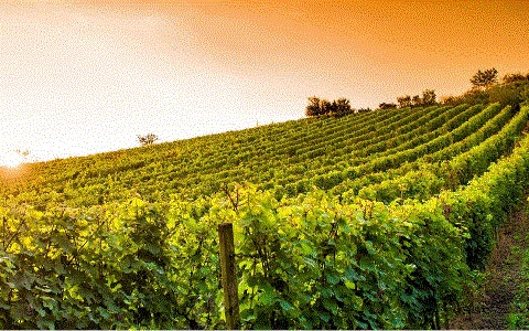 Il vigneto urbano di Frascati