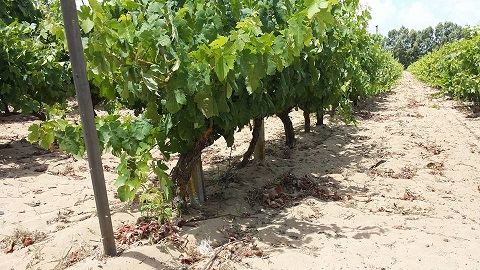 Il vino del mistero