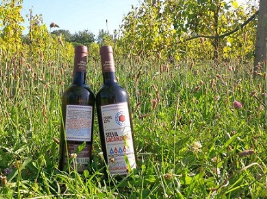 Il vino del riscatto: Selva Lacandona