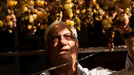 Il vino di Omero