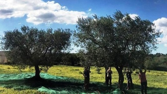 Intini Bio, olio pugliese da coratina