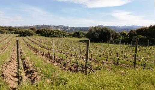 Jankara Vermentino di Gallura Vigneto