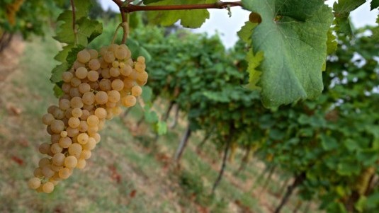 L'albana (di Romagna)
