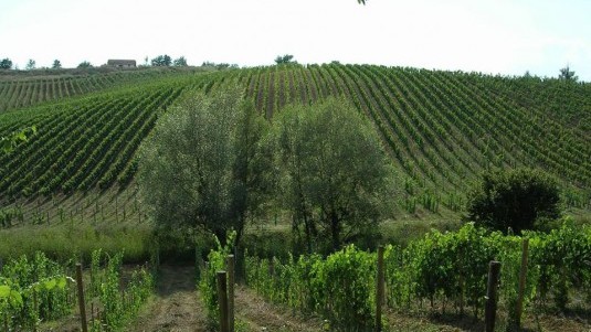 L'arancio che piace: Piluc di Poggio alla Meta