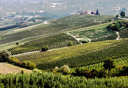 L’ultimo Dogliani di nonno Quinto