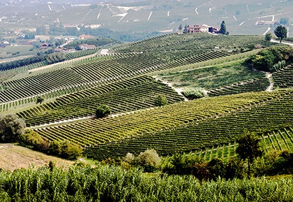 L’ultimo Dogliani di nonno Quinto