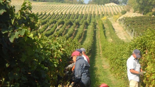 La Barbona Il Poggiarello: Il ritorno del Gutturnio