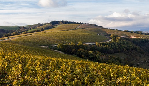 La Collina dei Ciliegi vigneti valpolicella