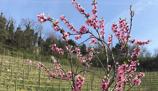 La Gironda coltivare bio