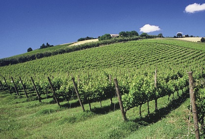 La Hoz 2011 Umani Ronchi, lo spumante che non ti aspetti