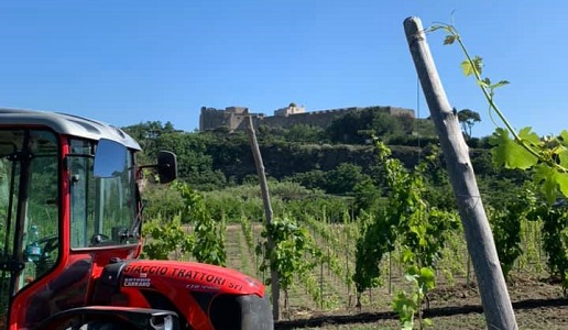 La Sibilla Vigneto Castello Aragonese Baia