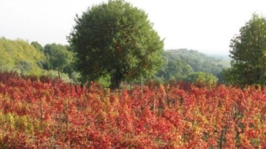 La falanghina di Tony di Bianchini Rossetti 