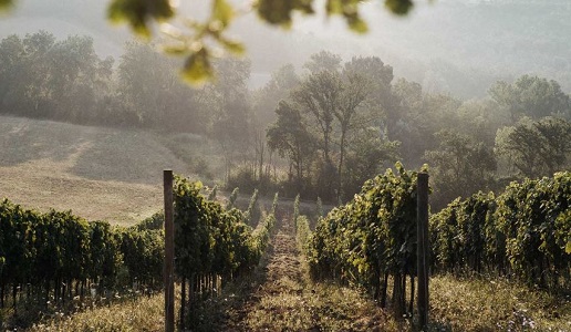 La Lupinella cantina vini Toscana vigneti
