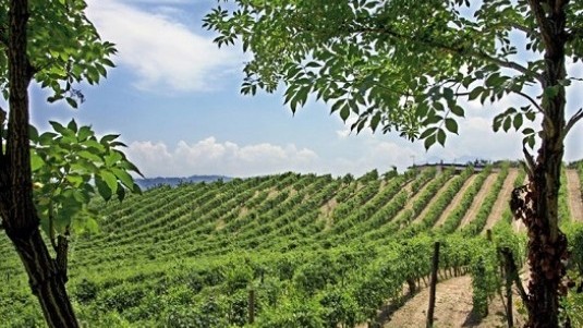 La straordinaria certezza dei vini Calafè