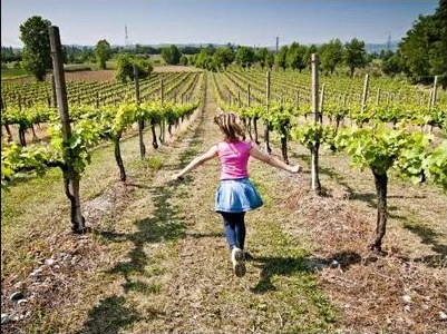 Franciacorta lezione in vigna 