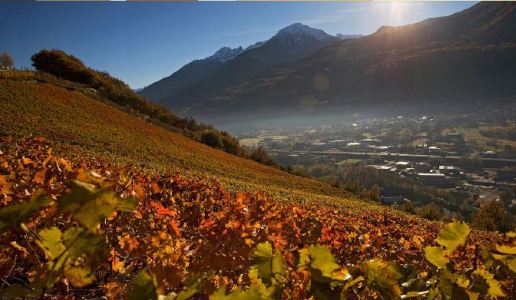 lo triolet cantina vini valle d'aosta vigneti pinot gris 2016 doctorwine