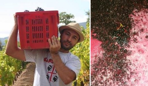 Cannonau Berteru, niente altro per la Cantina Gungui