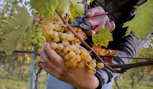 lusenti malvasia cantina vini emilia romagna vino bianco colli piacentini