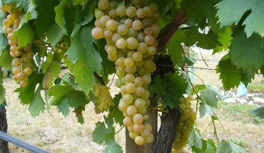 Malvasia di Candia aromatica