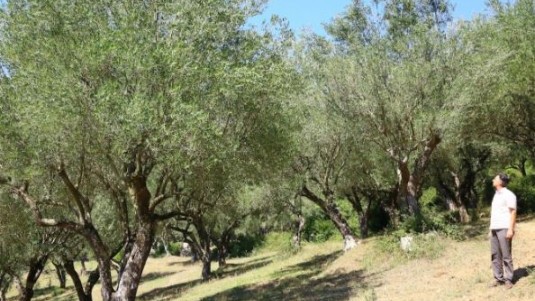 Marsicani, olio Dop del Cilento