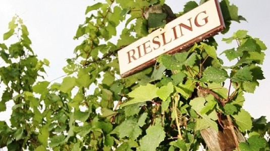 Mitico Riesling (1): una premessa