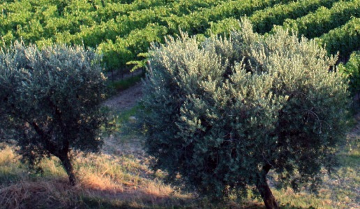 L'Ascolana Tenera di Montecappone