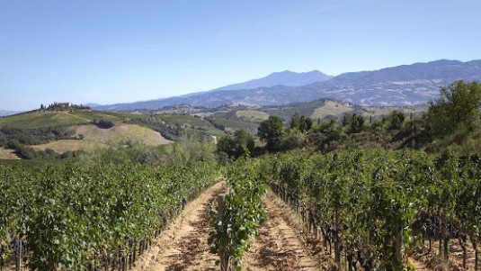 Vigneti nella DO Montecucco, Toscana