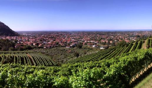 montepepe cantina vini toscana bianco panorama vigneti
