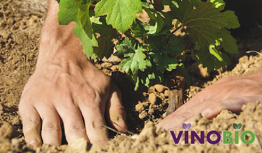 Sito Vino bio - ita.bio