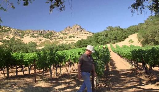 Napa Valley wineries