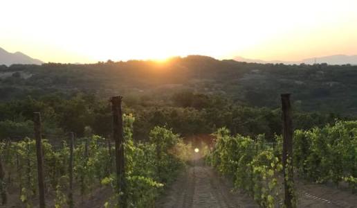 nolure cantina vini campania vigneti avellino aglianico