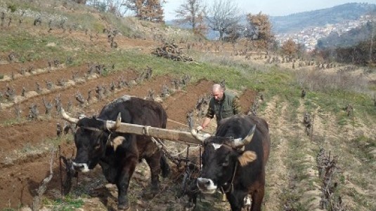 Novità da Mamoiada