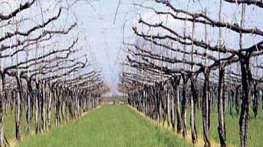 Novità rosata sul Garda