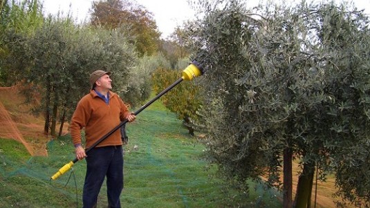 Olio Veglio, unico in Piemonte