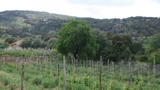 Orgoglio e tenacia