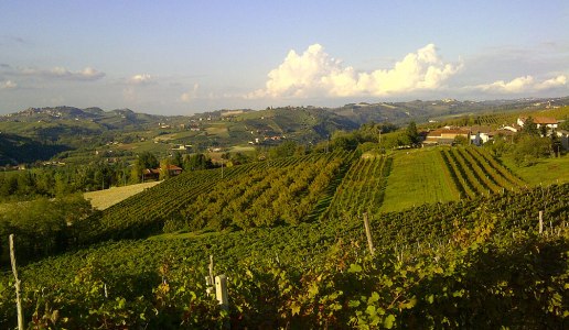 Panoramica vigneti Cozzo Mario Piemonte